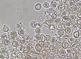 Hypochnicium punctulatum image