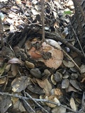 Tricholoma dryophilum image