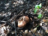 Tricholoma dryophilum image