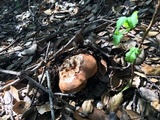 Tricholoma dryophilum image