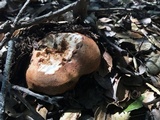 Tricholoma dryophilum image
