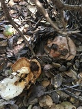 Tricholoma dryophilum image