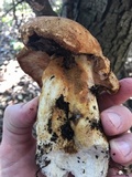 Tricholoma dryophilum image