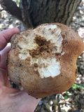 Tricholoma dryophilum image
