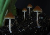 Psilocybe tasmaniana image