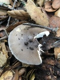 Amanita constricta image