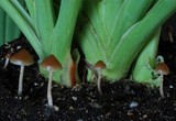 Psilocybe tasmaniana image