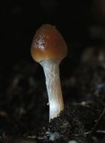 Psilocybe tasmaniana image