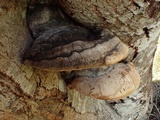 Phellinus igniarius image