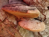 Phellinus igniarius image