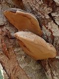 Phellinus igniarius image