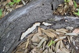 Perenniporia medulla-panis image