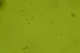 Perenniporia medulla-panis image
