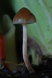 Psilocybe tasmaniana image