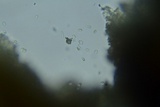 Perenniporia medulla-panis image