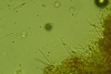 Perenniporia medulla-panis image