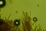 Perenniporia medulla-panis image