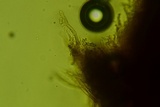 Perenniporia medulla-panis image