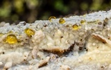 Peniophorella pubera image