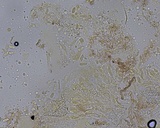 Peniophorella pubera image