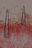 Peniophorella pubera image