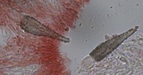 Peniophorella pubera image