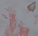 Peniophorella pubera image