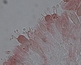 Peniophorella pubera image
