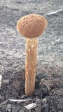 Battarrea phalloides image