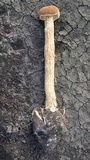 Battarrea phalloides image