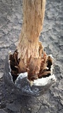 Battarrea phalloides image