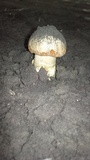 Battarrea phalloides image