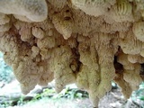 Irpex lacteus image