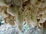 Irpex lacteus image