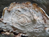 Irpex lacteus image