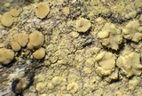 Lecanora expallens image