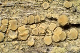 Lecanora expallens image