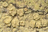 Lecanora expallens image