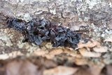 Phaeotremella frondosa image