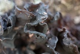 Phaeotremella frondosa image