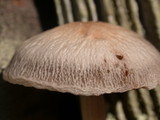 Panaeolus cinctulus image