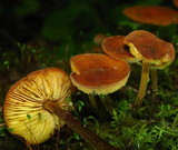 Xeromphalina tenuipes image