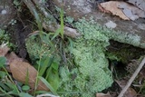 Cladonia caespiticia image
