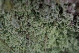 Cladonia caespiticia image