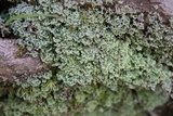 Cladonia caespiticia image