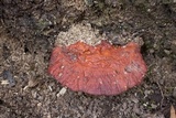 Ganoderma sessile image