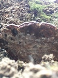 Ganoderma sessile image