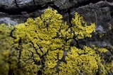 Candelaria concolor image