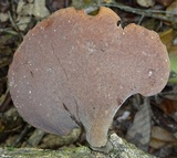 Polyporus ianthinus image