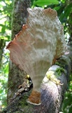 Cymatoderma caperatum image